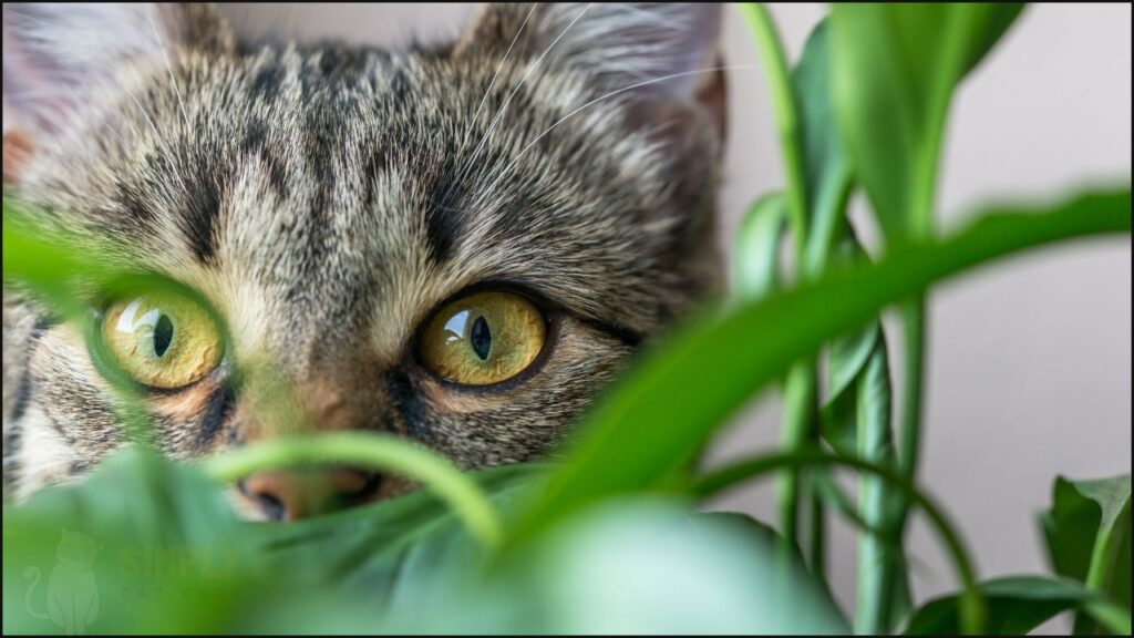 A cat looking at grass