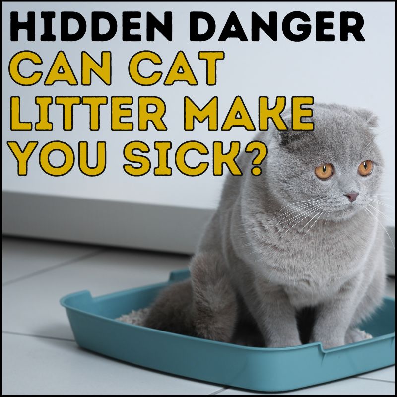 Can Cat Litter Make You Sick?