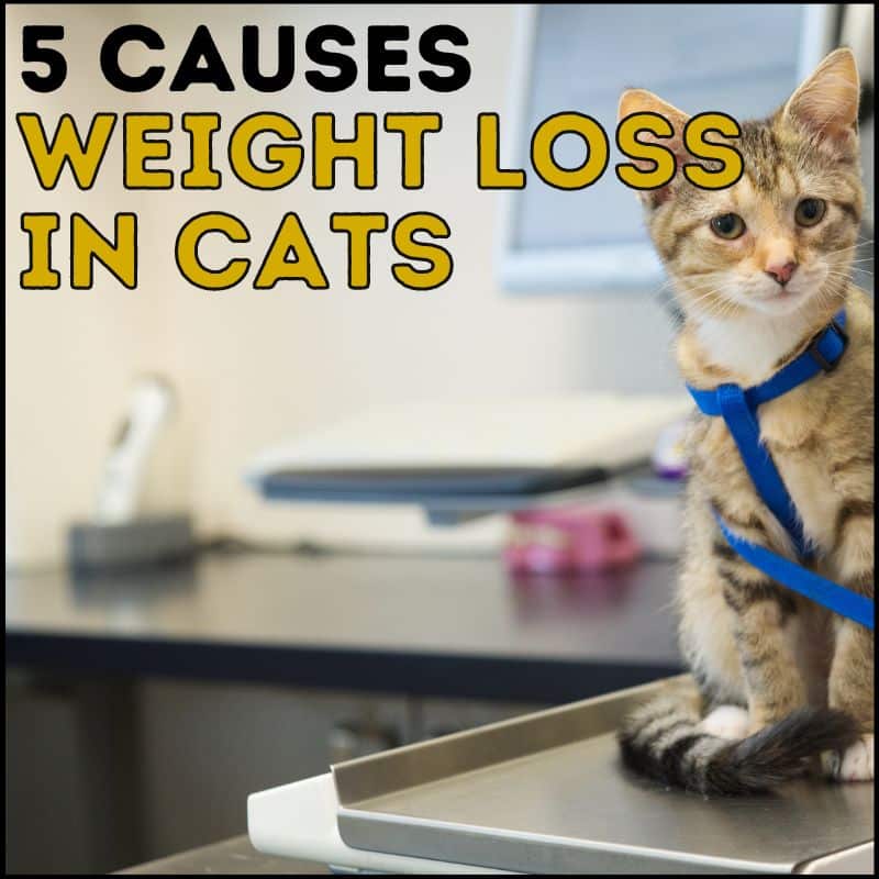 5 Causes of Weight Loss in Cats (And What to Do)