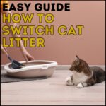 How to Switch Cat Litter: An Easy Guide