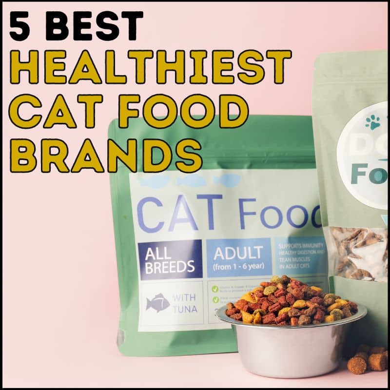 Which Cat Food Brands Are Healthiest?