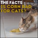 Is Corn Bad For Cats?