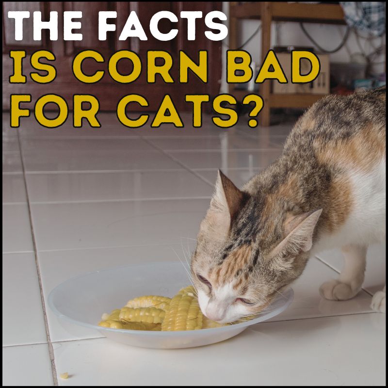 Is Corn Bad for Cats? Here’s What You Need to Know