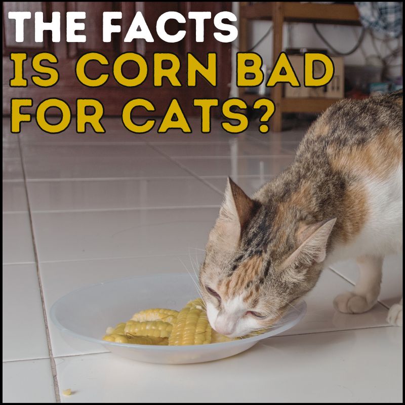 Is Corn Bad For Cats Here s What You Need To Know