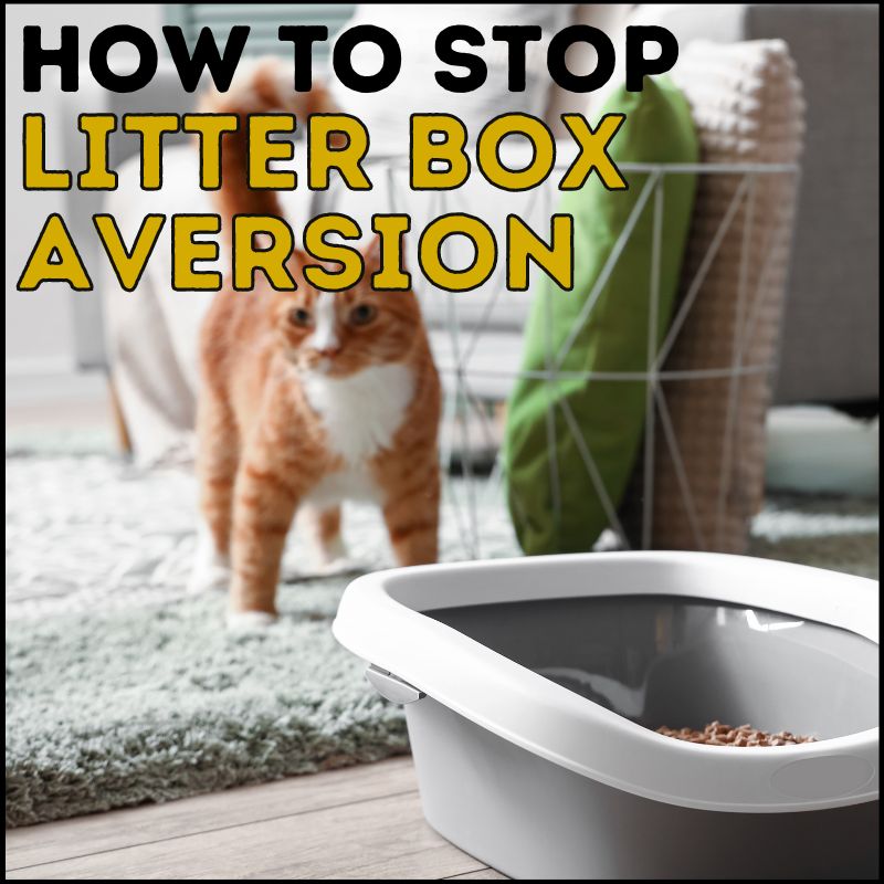 How to Stop Litter Box Aversion