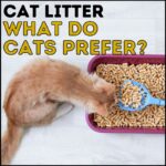 What Cat Litter Do Cats Prefer?