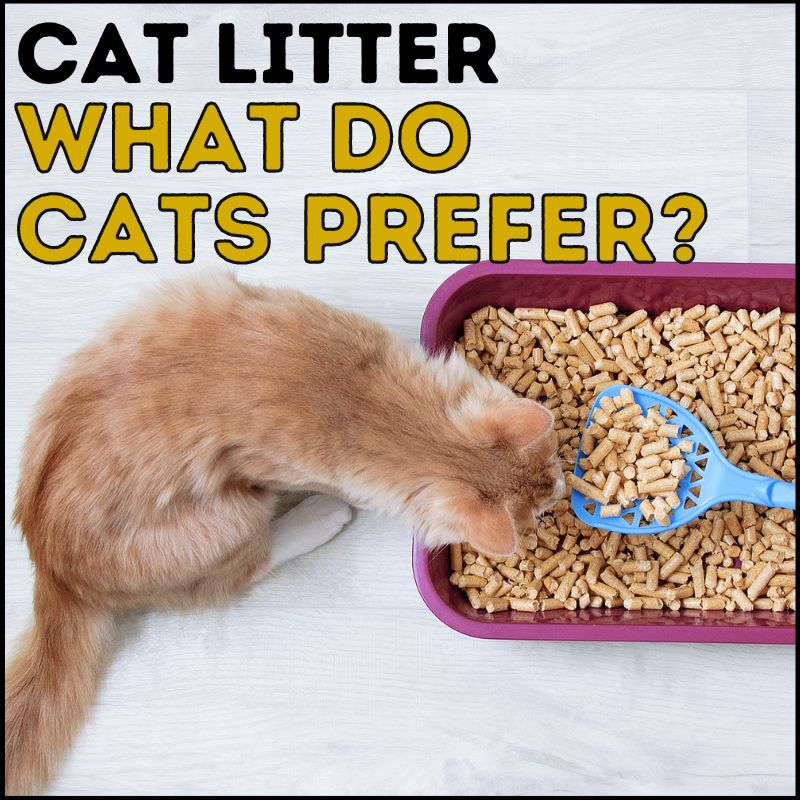 Feline Approved: What Cat Litter Do Cats Prefer?