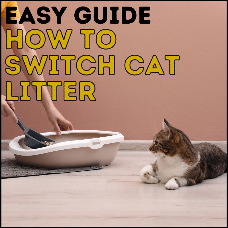Easy Guide on How to Switch Cat Litter Without Stress