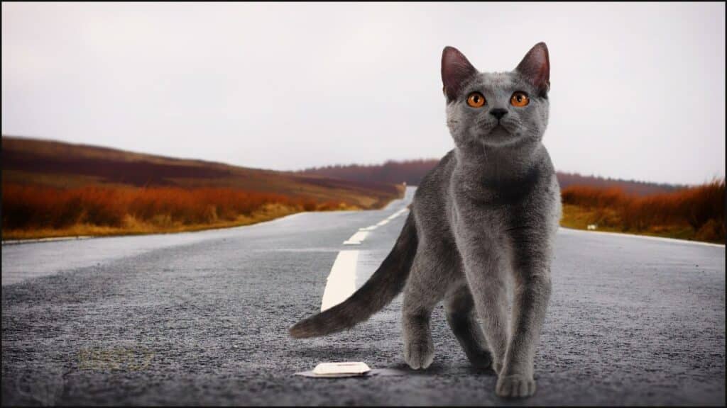 A cat on a road