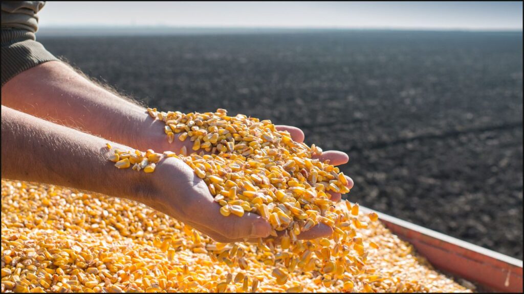 Is Corn Bad For Cats Here s What You Need To Know