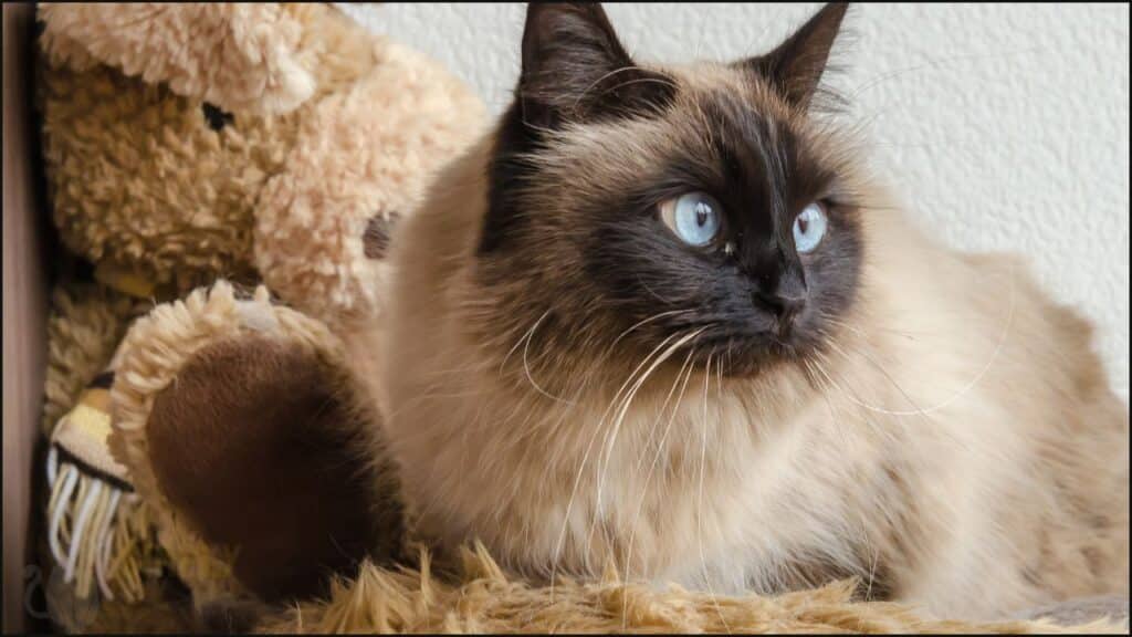 Birman cat