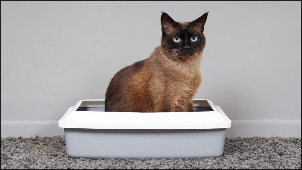 A cat in a litter tray