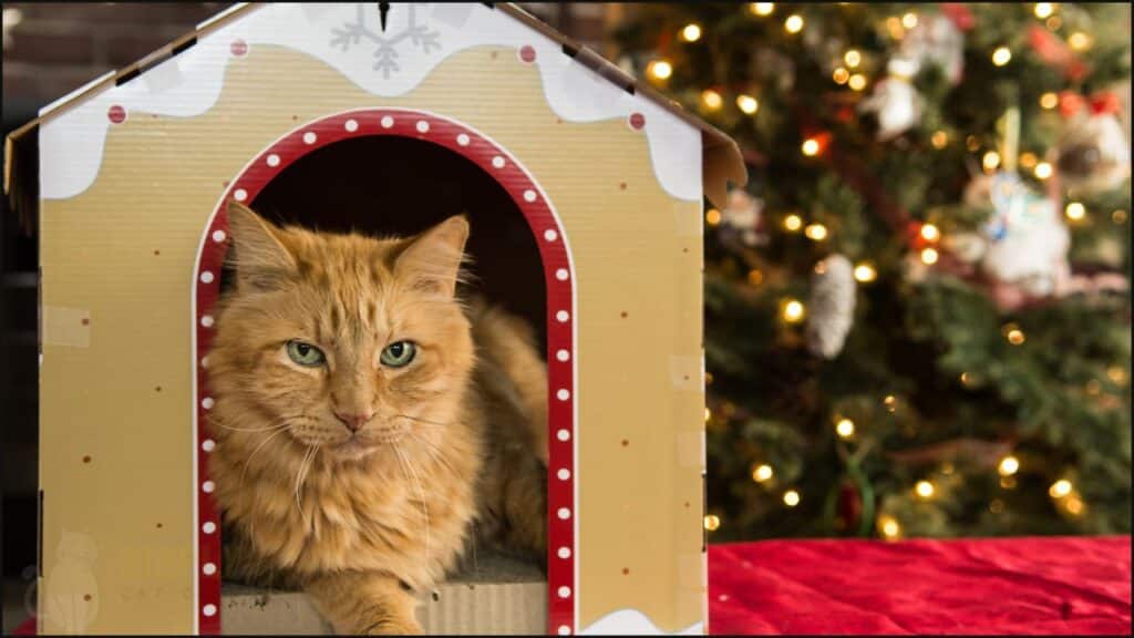 A cat in a cardboard box