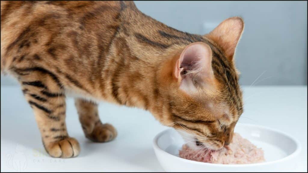 A cat eating tuna