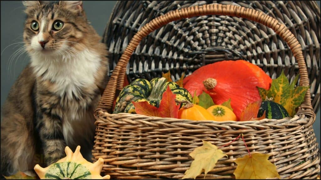 A cat with vegetables