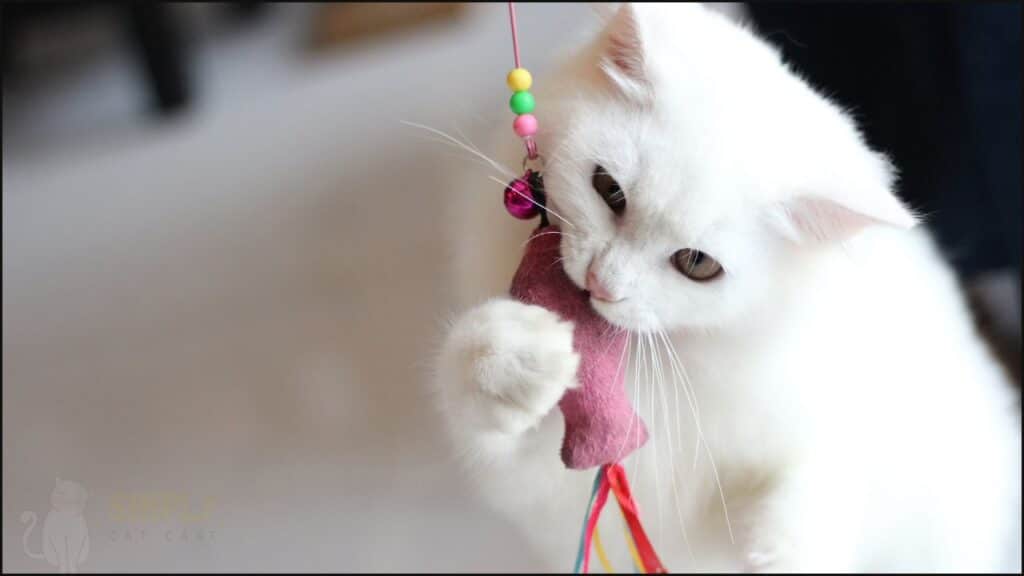 A cat playing with a toy