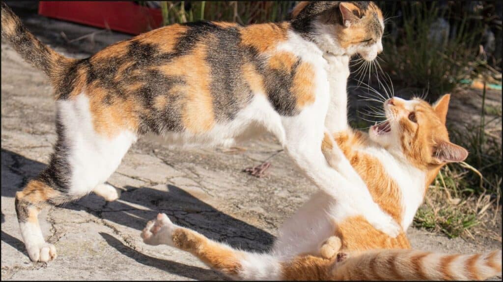 Cats fighting