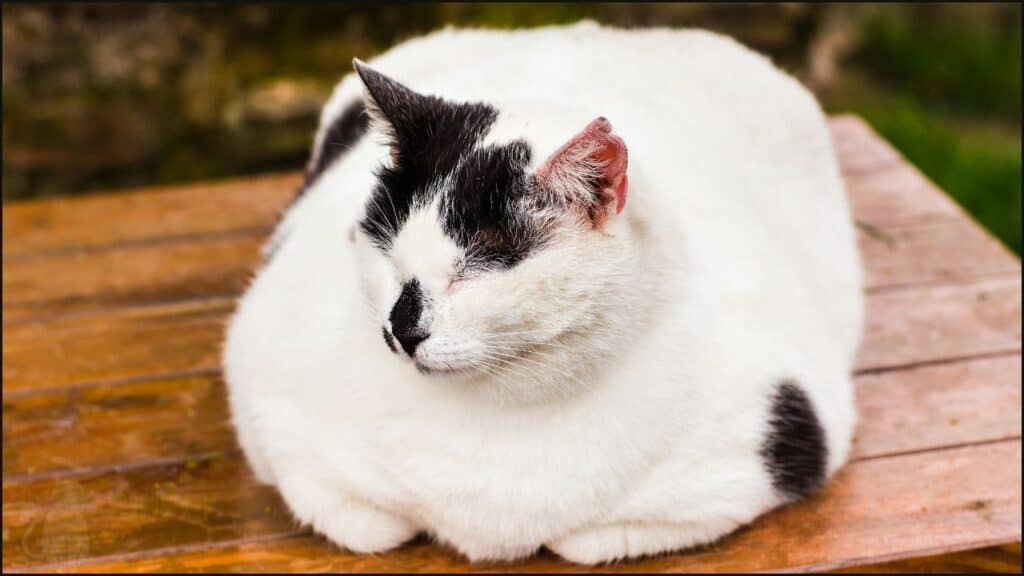 An overweight cat