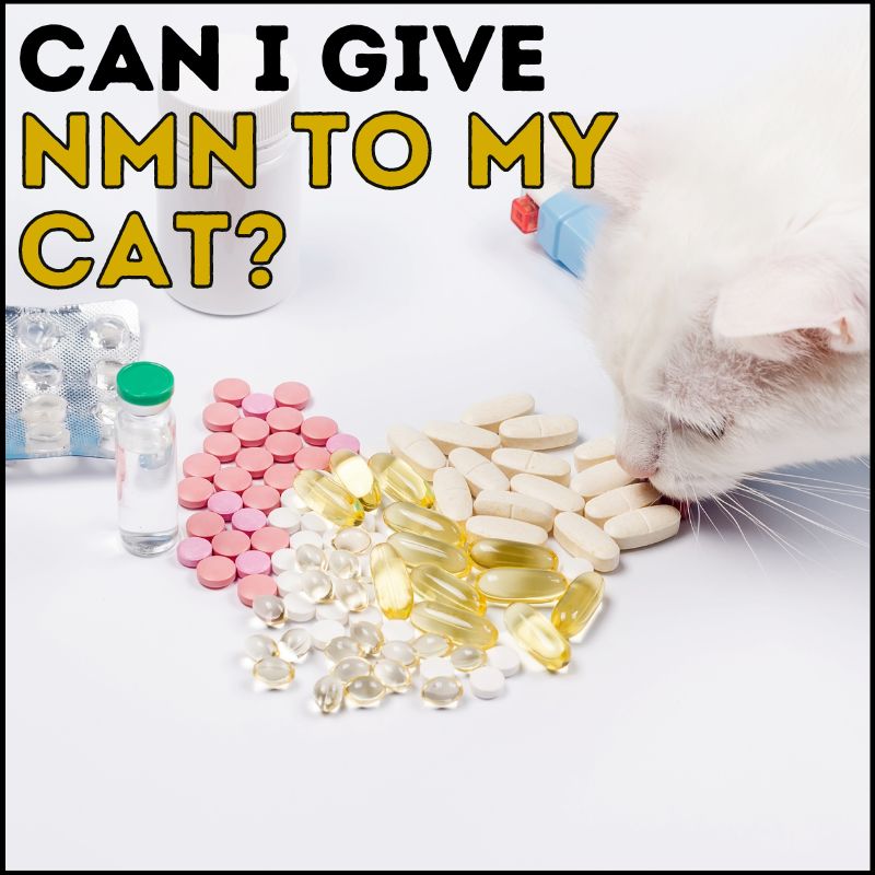 Can I Give NMN to My Cat?