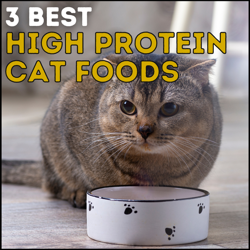 3 Best High Protein Cat Foods