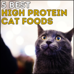 5 Best High Protein Cat Foods