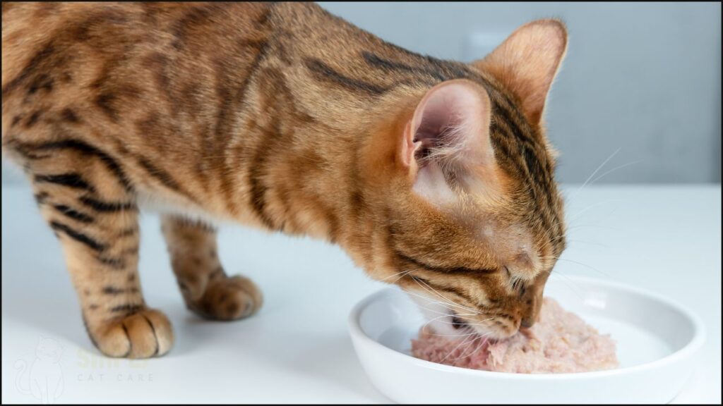 A cat eating tuna