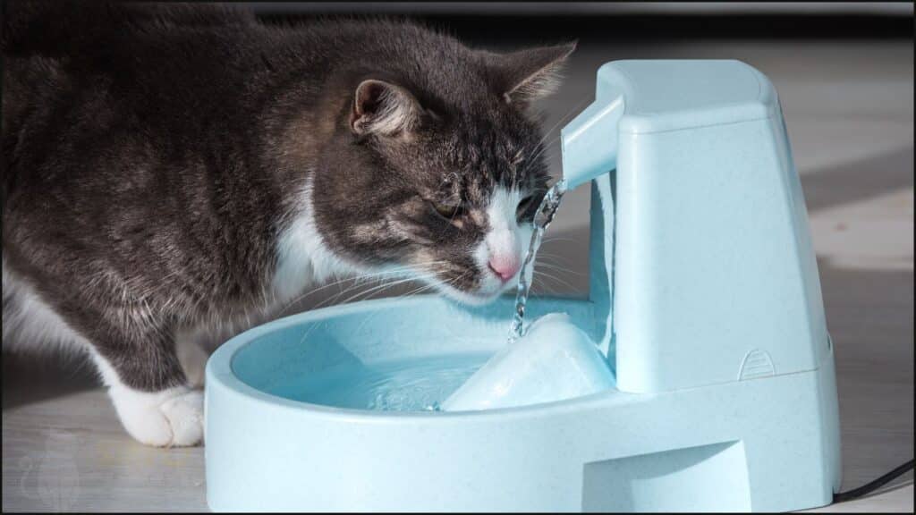 A cat water fountain