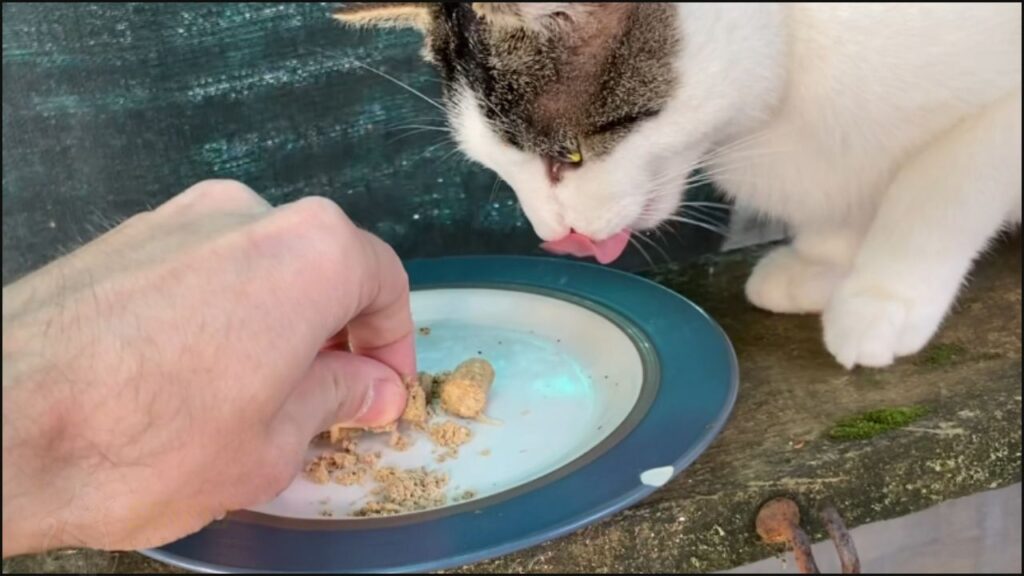 Serving Meat Mates beef treat to our cat