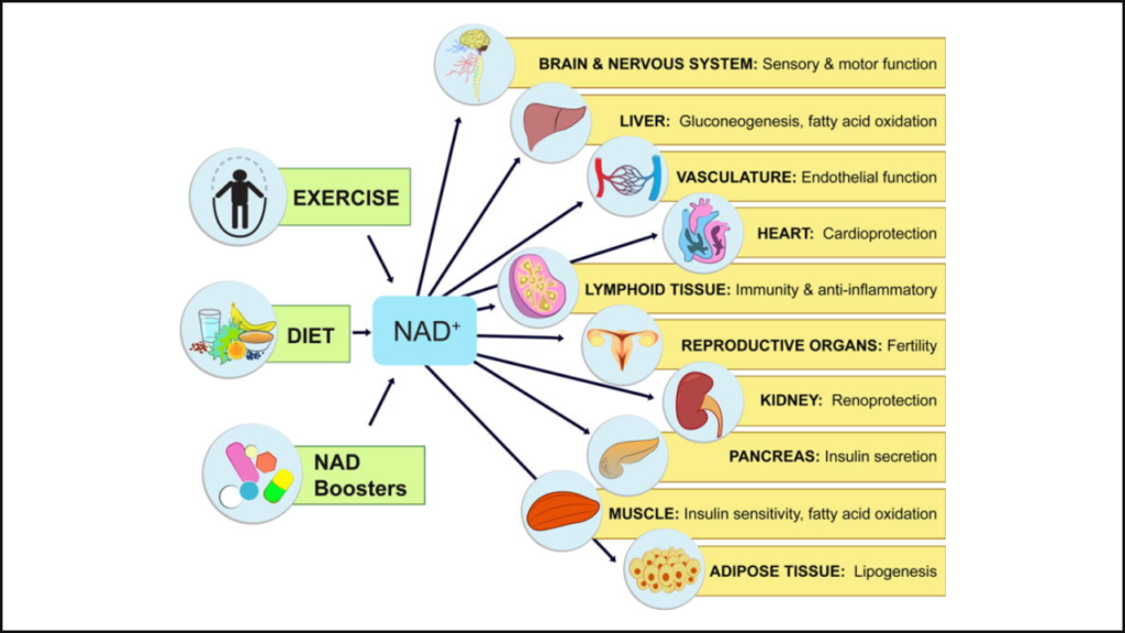 The benefits of NAD+ on health