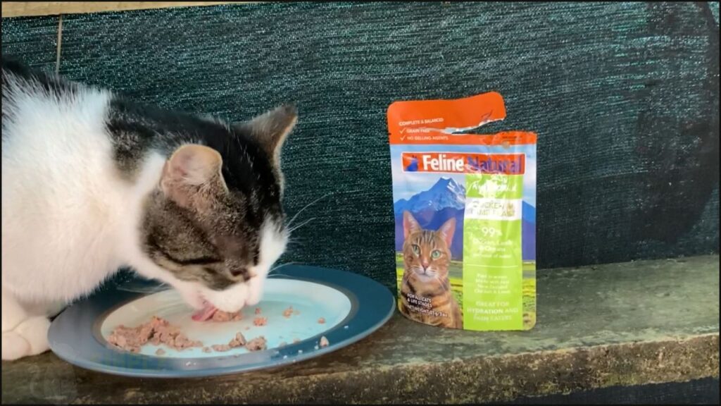 Our cat Felicia trying Feline Natural cat food