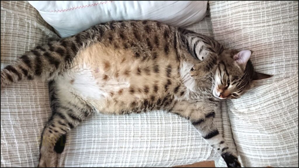 An overweight cat