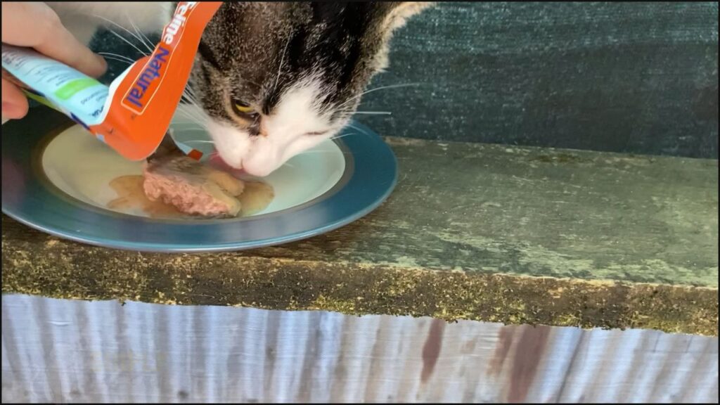 Our cat Felicia tries Feline Natural cat food