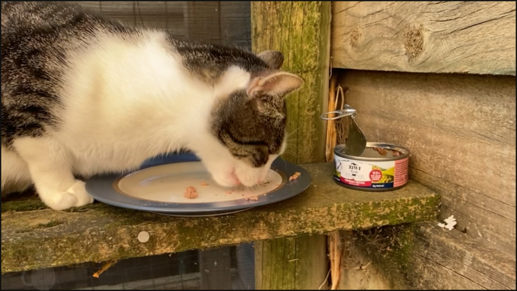 Our cat trying Ziwi Peak Venison Recipe cat food