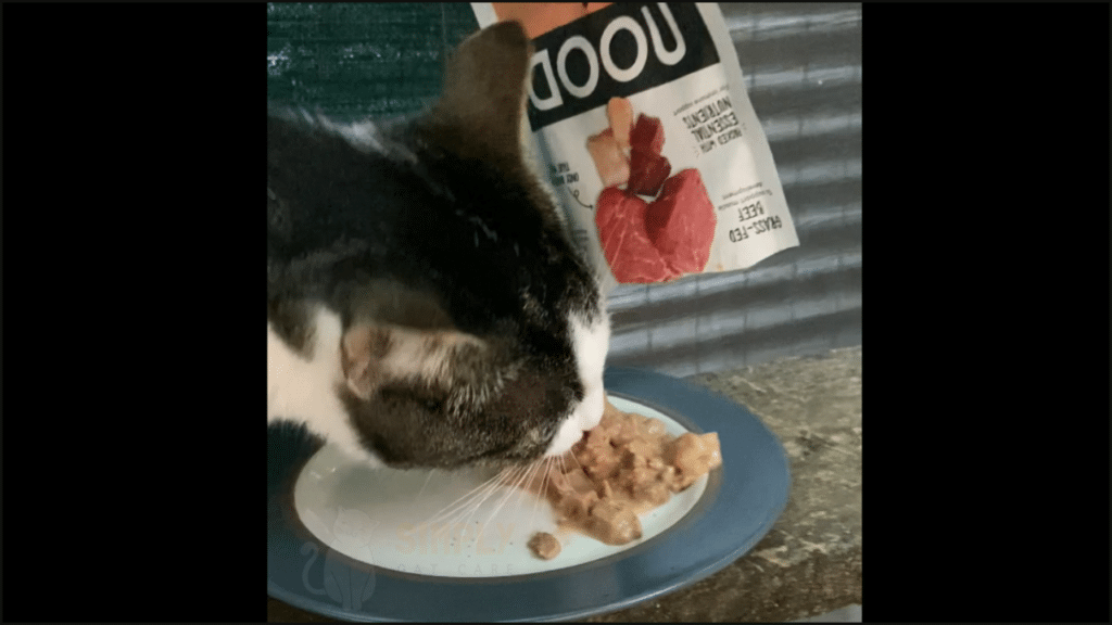 Our cat trying Nood cat food
