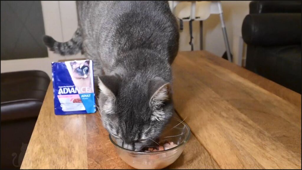 We tested Advance wet cat food review with our cat Oscar