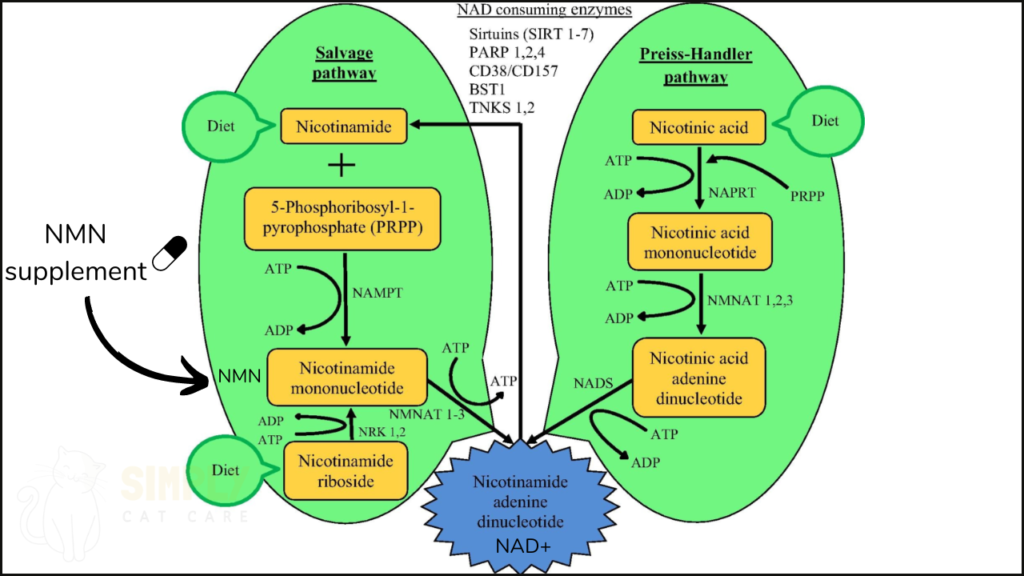 A diagram showing NMN entering the salvage pathway