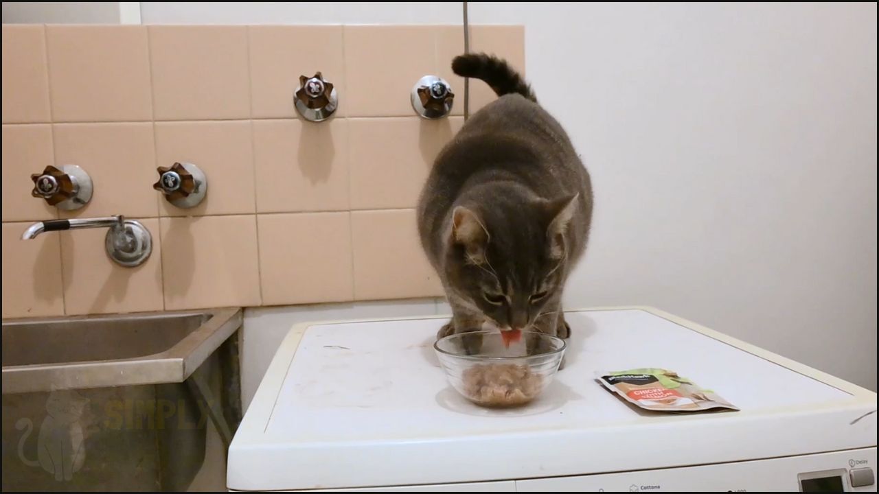 Honest Black Hawk Cat Food Review in 2024 Simply Cat Care