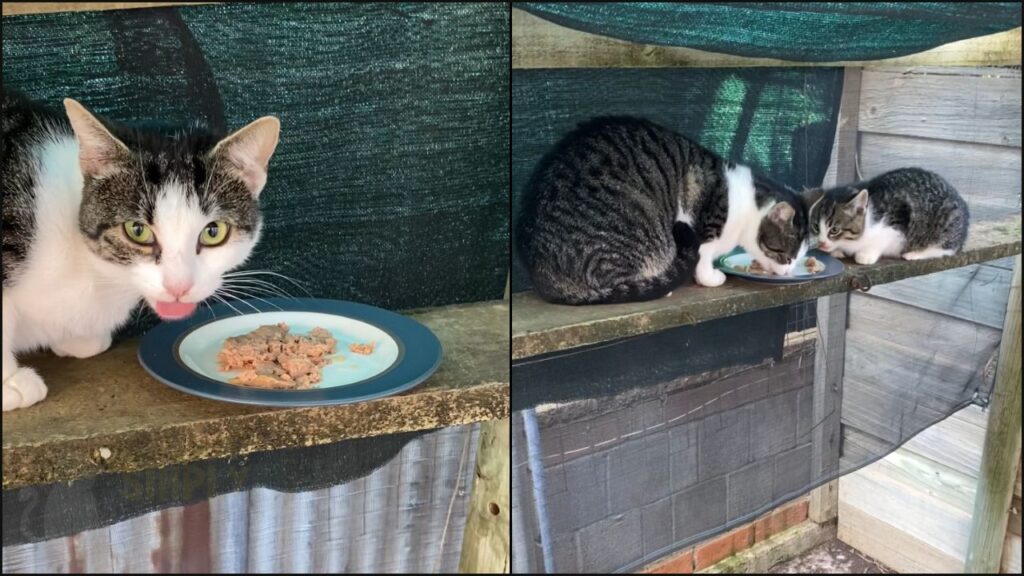 Our cats trying Royal Canin mother and babycat