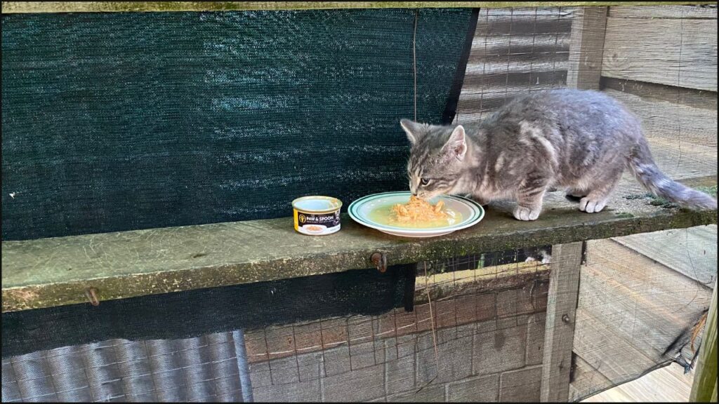 Our cat trying Paw & Spoon Gourmet Selections Chicken & Cheese