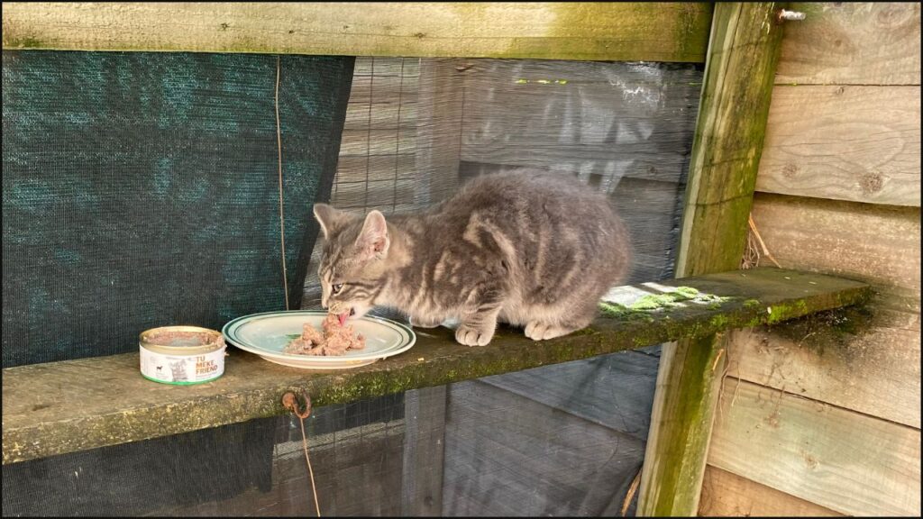 Our kitten trying Tu Meke Friend cat food