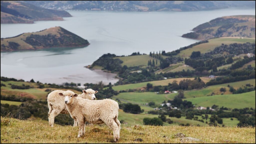 New Zealand pasture