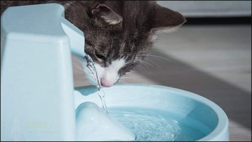 A cat water fountain