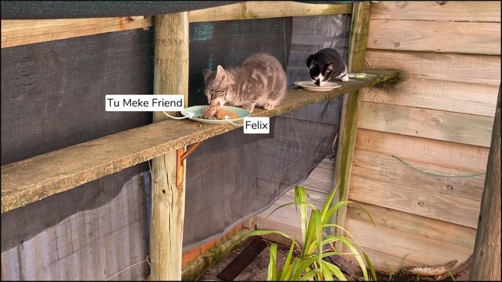 Our cat Jordi comparing Tu Meke Friend to Felix