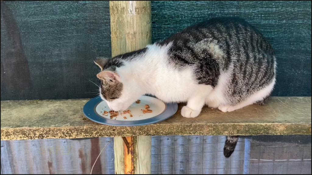 Our cat trying Providore air-dried chicken & venison cat food