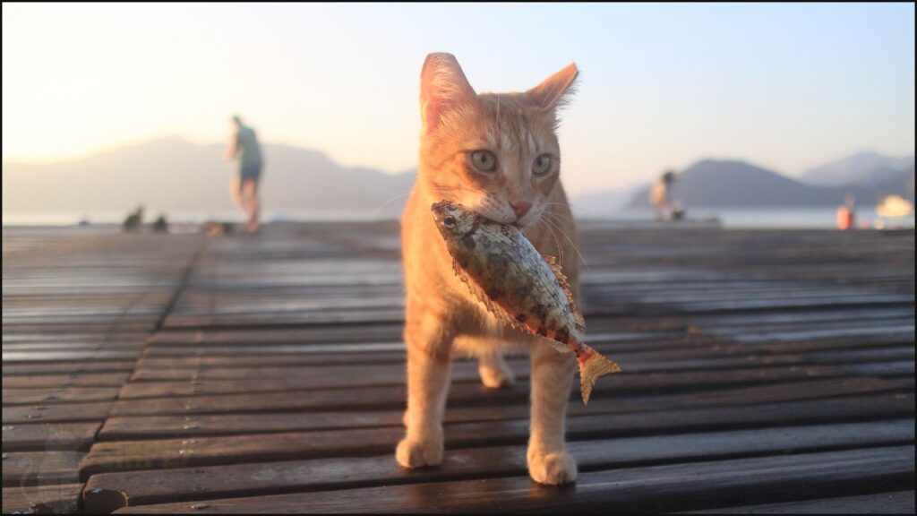 A cat with a fish