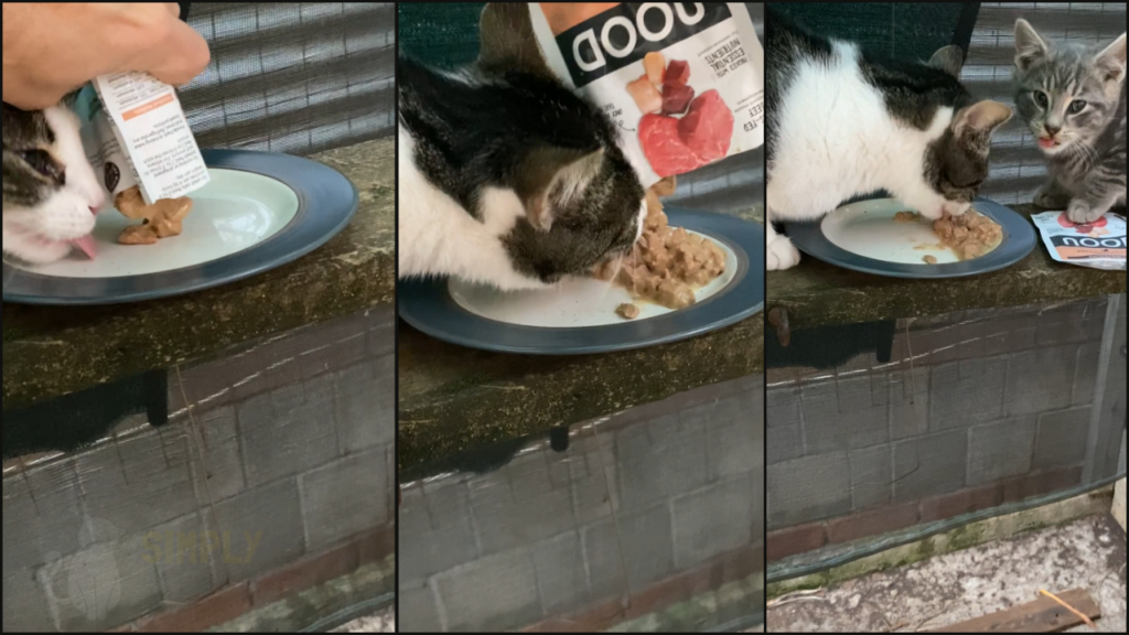 Our cat Felicia trying Nood grass-fed beef with our kitten Simba