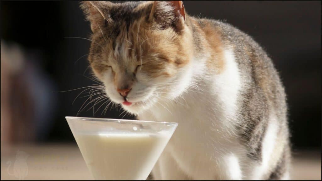 A cat drinking milk
