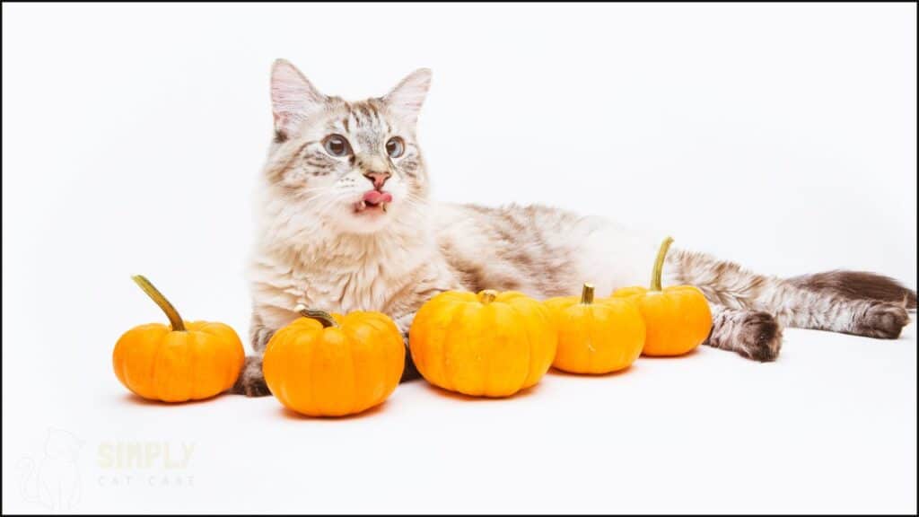 A cat with some pumpkins