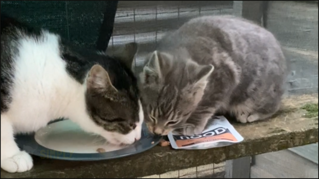 Our cats trying Nood grass-fed beef cat food