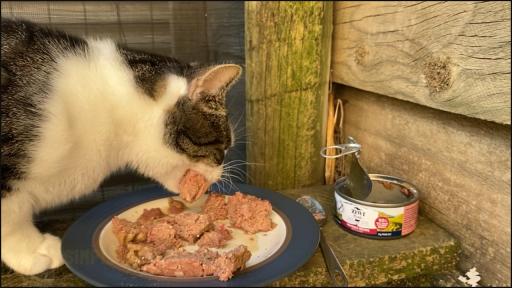 Our cat Felicia tries Ziwi Peak Venison Recipe cat food
